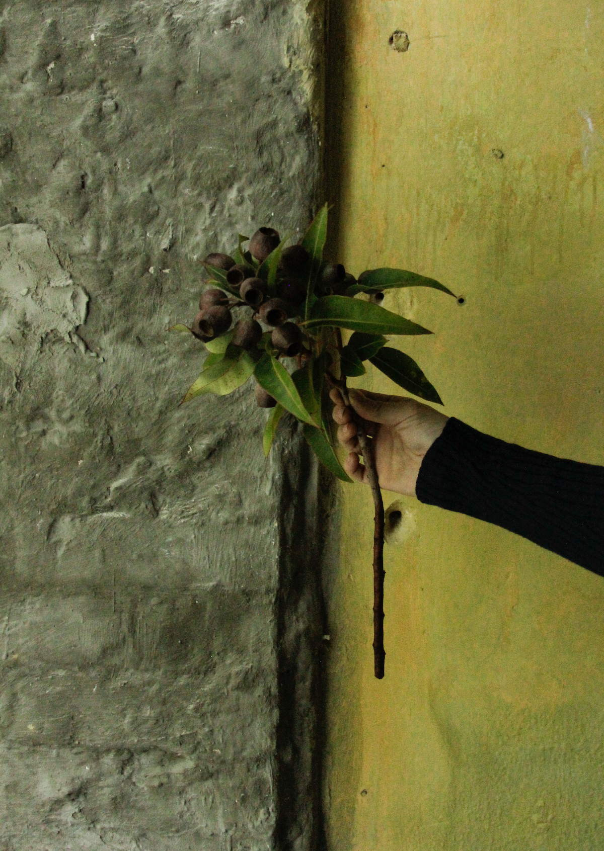 I perceive flowers as a texture