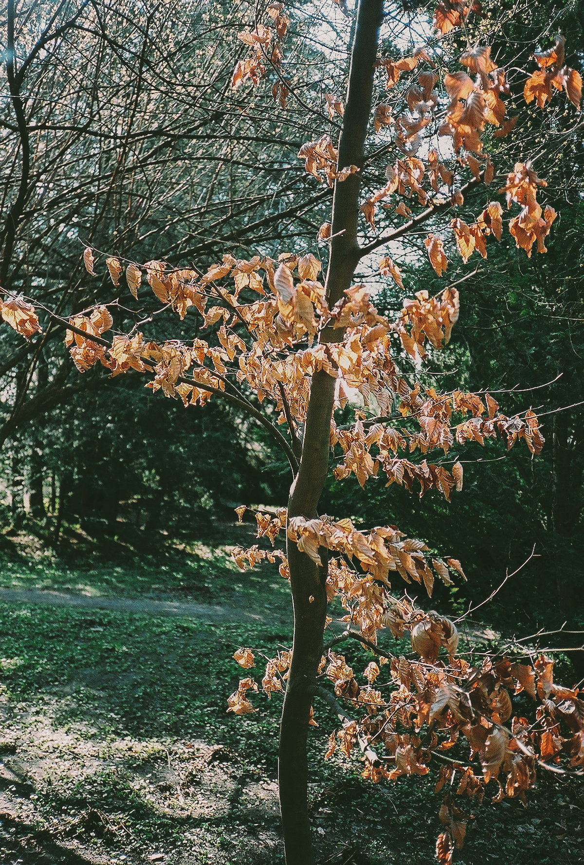 Heavenly Kyiv gardens for blossom-watchers