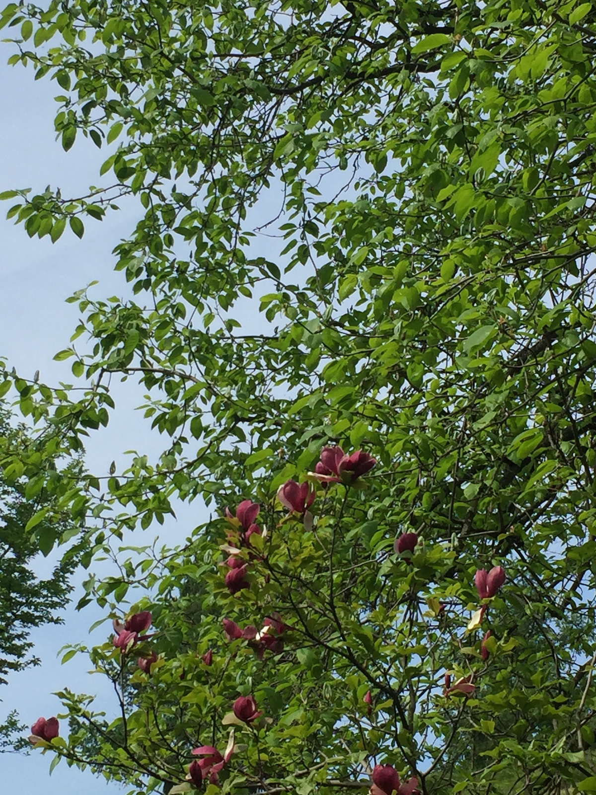 Heavenly Kyiv gardens for blossom-watchers