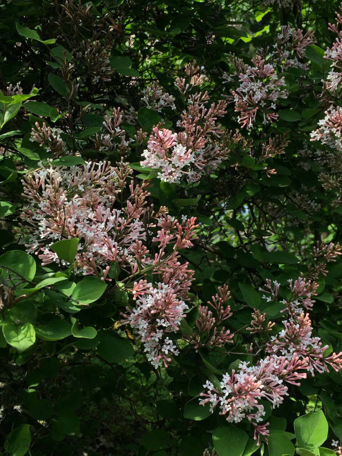 Heavenly Kyiv gardens for blossom-watchers