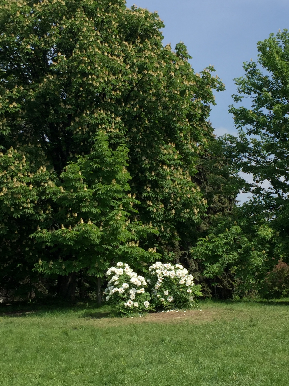 Heavenly Kyiv gardens for blossom-watchers